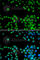 RNA Polymerase II Subunit L antibody, A2491, ABclonal Technology, Immunofluorescence image 