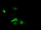 Exonuclease 3'-5' Domain Containing 1 antibody, TA502100, Origene, Immunofluorescence image 