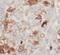 B-cell lymphoma/leukemia 10 antibody, FNab00836, FineTest, Immunohistochemistry frozen image 