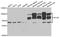 Nuclear autoantigen Sp-100 antibody, TA332960, Origene, Western Blot image 