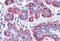 Zyxin antibody, MBS245757, MyBioSource, Immunohistochemistry frozen image 