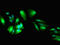 DEP Domain Containing 1B antibody, orb400340, Biorbyt, Immunocytochemistry image 