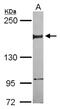 Nuclear factor related to kappa-B-binding protein antibody, NBP2-19532, Novus Biologicals, Western Blot image 