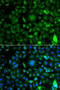 Zinc finger protein neuro-d4 antibody, abx007172, Abbexa, Western Blot image 