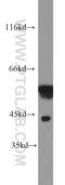 MHC Class I Polypeptide-Related Sequence A antibody, 12619-1-AP, Proteintech Group, Western Blot image 