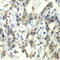 E2F Transcription Factor 6 antibody, 18-784, ProSci, Immunohistochemistry frozen image 