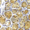TNF Receptor Associated Factor 3 antibody, A3094, ABclonal Technology, Immunohistochemistry paraffin image 