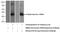 Fc Receptor Like B antibody, 17157-1-AP, Proteintech Group, Western Blot image 