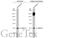 Histone Deacetylase 11 antibody, GTX116403, GeneTex, Western Blot image 