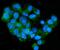 Low-density lipoprotein receptor-related protein 8 antibody, A03444-2, Boster Biological Technology, Immunofluorescence image 