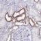 Sin3A Associated Protein 25 antibody, NBP2-32365, Novus Biologicals, Immunohistochemistry frozen image 