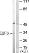 E2F Transcription Factor 6 antibody, abx013065, Abbexa, Western Blot image 