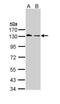 Mitotic checkpoint serine/threonine-protein kinase BUB1 beta antibody, PA5-29276, Invitrogen Antibodies, Western Blot image 