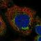 Apolipoprotein L3 antibody, HPA036228, Atlas Antibodies, Immunofluorescence image 