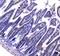 Galectin 3 Binding Protein antibody, PA5-79597, Invitrogen Antibodies, Immunohistochemistry paraffin image 