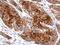 Tubby protein antibody, NBP2-20758, Novus Biologicals, Immunohistochemistry frozen image 