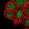 Histone-lysine N-methyltransferase SETD1A antibody, HPA020646, Atlas Antibodies, Immunofluorescence image 