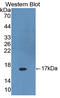Dickkopf WNT Signaling Pathway Inhibitor 4 antibody, LS-C373834, Lifespan Biosciences, Western Blot image 