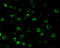 CASP8-associated protein 2 antibody, 2271, ProSci, Immunofluorescence image 