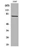 BMX Non-Receptor Tyrosine Kinase antibody, orb160137, Biorbyt, Western Blot image 