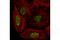 Elongation Factor For RNA Polymerase II antibody, 14468S, Cell Signaling Technology, Immunofluorescence image 