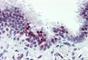 Castor Zinc Finger 1 antibody, NBP1-50297, Novus Biologicals, Immunohistochemistry frozen image 