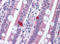 Programmed Cell Death 1 antibody, AP07336PU-N, Origene, Immunohistochemistry paraffin image 