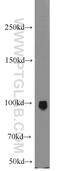 Elf1 antibody, 22565-1-AP, Proteintech Group, Western Blot image 