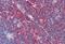 FA Complementation Group C antibody, MBS243340, MyBioSource, Immunohistochemistry frozen image 