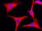 Ribosomal Protein S3 antibody, GTX02301, GeneTex, Immunofluorescence image 