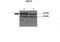 RAC3 antibody, ARP57798_P050, Aviva Systems Biology, Western Blot image 