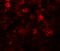 Solute Carrier Family 39 Member 12 antibody, 6101, ProSci Inc, Immunofluorescence image 