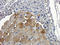 Insulin Like Growth Factor 1 antibody, orb10886, Biorbyt, Immunohistochemistry paraffin image 