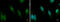 MRG-1 antibody, GTX129265, GeneTex, Immunofluorescence image 