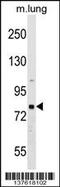 Rhophilin-1 antibody, 59-736, ProSci, Western Blot image 