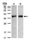 Zona Pellucida Binding Protein antibody, TA308996, Origene, Western Blot image 