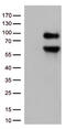 CD36 Molecule antibody, TA500935S, Origene, Western Blot image 