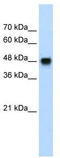 Bone Morphogenetic Protein 7 antibody, TA330253, Origene, Western Blot image 