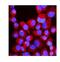 Amyloid Beta Precursor Protein Binding Family B Member 1 Interacting Protein antibody, PA1960, Boster Biological Technology, Immunofluorescence image 