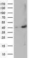 MAGE Family Member B18 antibody, M16185-1, Boster Biological Technology, Western Blot image 