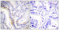 Urocortin antibody, abx013246, Abbexa, Western Blot image 