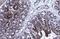 Malate dehydrogenase, mitochondrial antibody, NBP1-32259, Novus Biologicals, Immunohistochemistry paraffin image 