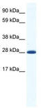 Homeobox protein DLX-4 antibody, TA341753, Origene, Western Blot image 