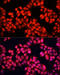 Aminolevulinate Dehydratase antibody, 14-396, ProSci, Immunofluorescence image 