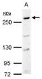 CAD protein antibody, TA308818, Origene, Western Blot image 