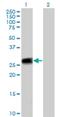 Penta-EF-Hand Domain Containing 1 antibody, H00553115-B01P, Novus Biologicals, Western Blot image 