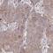 Neurobeachin Like 1 antibody, HPA049189, Atlas Antibodies, Immunohistochemistry frozen image 
