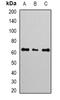 ELF2 antibody, orb341314, Biorbyt, Western Blot image 
