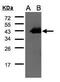 Cyclin D1 Binding Protein 1 antibody, PA5-28456, Invitrogen Antibodies, Western Blot image 