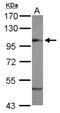 Coatomer subunit beta antibody, NBP2-15577, Novus Biologicals, Western Blot image 